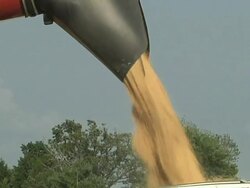 MS Harvested winter wheat being transferred from  combine unloading auger to grain hauling truck / Dansville, Michigan, United States Stock Footage