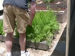 Sustainability / Home Garden Stock Footage