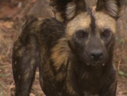 African Wild Dog (Lycaon pictus) barking; with audio, Kenya Stock Footage