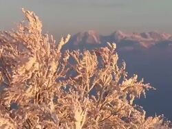 HD: Snow covered tree top Stock Footage