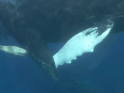 Humpback Whales Stock Footage