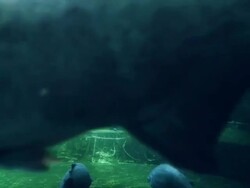 Aquarium Stock Footage