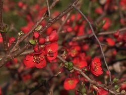 HD: Blooming shrub Stock Footage