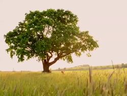 Girl swinging in the middle of the meadow Stock Footage