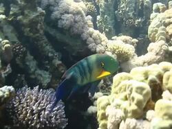 Coral And Fish Stock Footage