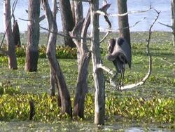 Large Wading Bird on a Branch, Grooming His Feathers Stock Footage