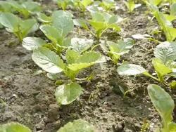 Cabbage seedlings Stock Footage