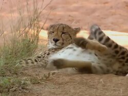 CU Shot of Cheetah lying in dirt road, turns over, Entabeni Game Reserve / Limpopo, South Africa Stock Footage