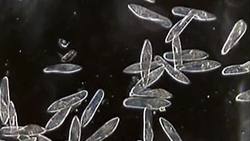 Protisto Instructional Video