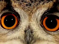 ECU Shot of European Eagle Owl close up of Eyes / Calvados, Normandy, France Stock Footage