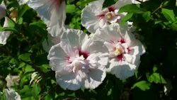 Hibiscus Stock Footage