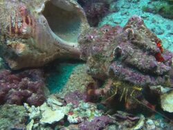Hermit crab, Costa Rica, Pacific Ocean Stock Footage