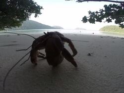 Hermit crabs Stock Footage