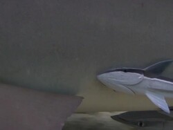 Lemon shark, Negaprion brevirostris, searched for food over sandy seabed, Remora, Echeneidae, Bahamas  Stock Footage