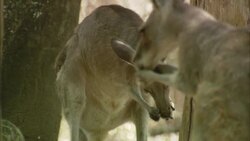 Kangaroos groom themselves. Stock Footage