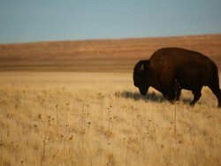 American Bison Grazing Stock Footage