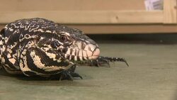 Warning from charities as popularity of exotic pets soars News Clip