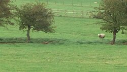 Stock Shots Sheep and Cows At Yorkshire Farm News Clip
