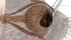 Chemical AAQ helps blind mice to see Instructional Video