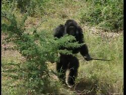 KENYA: ILLEGAL HUNTING IS NOW GREATEST THREAT TO CHIMPANZEES News Clip