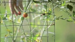 Pick Up Tomato in The Veggie Garden Stock Footage