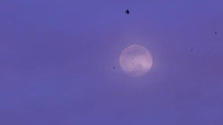 SLOW-MO: Full moon in the evening Stock Footage