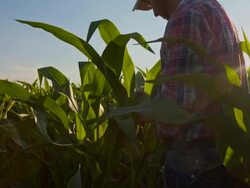 MS CS Farmer Checking The Corn Plants Stock Footage