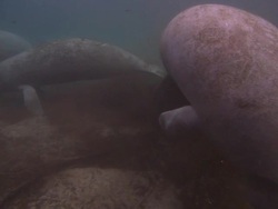 Manatees walking, rises, Florida, North Atlantic Ocean  Stock Footage