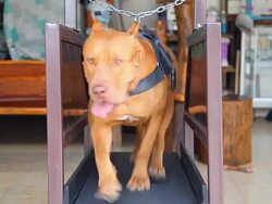 Pit bull terrier Stock Footage