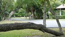 Exercise in the park. Stock Footage