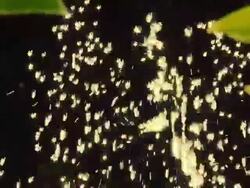 HD SLOW MOTION: Golden Water Drops Sparkling In Sunlight Stock Footage