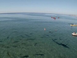 WS HA PAN People enjoying with sharks at la jolla beach / San Diego, California, United States Stock Footage