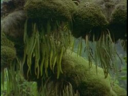 MS moss on tree in jungle, Uganda, Africa Stock Footage