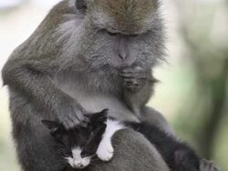 Monkey And Kitten Best Friends Stock Footage