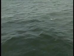 MS pod of Peales Dolphin, Lagenorhynchus australis, swimming in sea, Antarctica Stock Footage