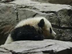 Panda Cub Bao Bao Makes Her Debut At Washington's National Zoo Stock Footage