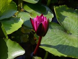 Pink waterlily blooming timelapse Stock Footage