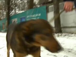 Moscow Spending 15 Million Pounds on its Stray Dog Problem News Clip