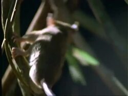 Marmosa, MCU marmosa picks up and walks off along branches with Katydid (insect), Panama Stock Footage