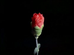 T/L flower - CU bud opening to red Carnation, black background Stock Footage