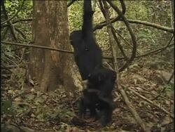 MS, Two young chimpanzees (Pan troglodytes) playing in forest, Gombe Stream National Park, Tanzania Stock Footage
