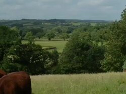 T/L Cattle (Bos taurus) in field take 7, UK Stock Footage