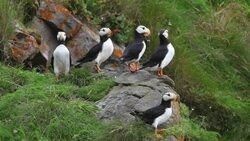 Horned Puffin in breeding plumage, Alaska Maritime National Wildlife Refuge near Lake Clark National Park, Alaska  (Fratercula corniculata) Stock Footage
