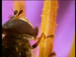 BCU hoverfly collecting pollen from stamen of water lily Stock Footage