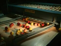 Medium static - Apples fall from a sizing device onto a conveyor /  Missouri, United States Stock Footage