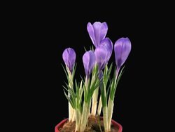 T/L of growing and blooming crocus (genus: Crocus, family: Iridaceae) perennial flowering plants in a pot with alpha matte. Stock Footage