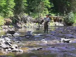 Fly fishing in forest stream Stock Footage