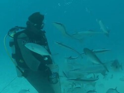 MS Bull shark nudging diver for food / Playa del Carmen, Isla Mujeres, Mexico   Stock Footage