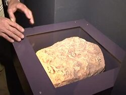 CLEAN: Exhibition exploring dinosaurs and mammals opens in Paris News Clip