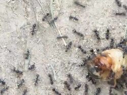 Ant eating large worm Stock Footage